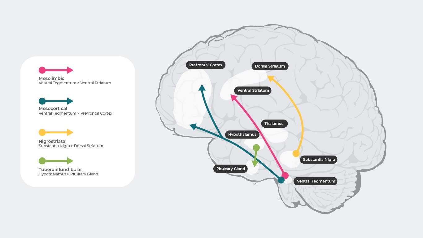 dopamine neurotransmitter schizophrenia