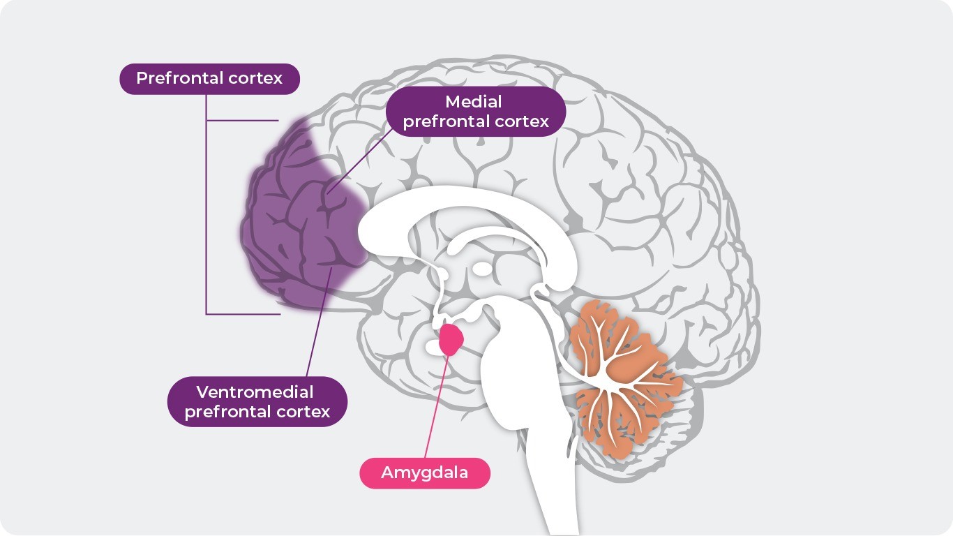 Medial prefrontal cortex